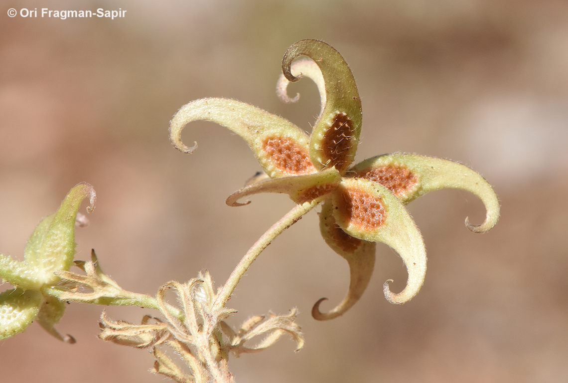 Ranunculus pinardii  Geotagged,Ranunculus pinardii,Spring