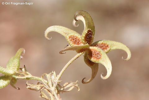 Ranunculus pinardii  Geotagged,Ranunculus pinardii,Spring