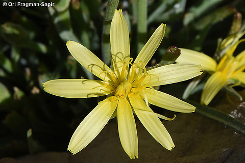 Scorzonera mollis Mt Hermon, 1950 m. Geotagged,Scorzonera mollis,Spring