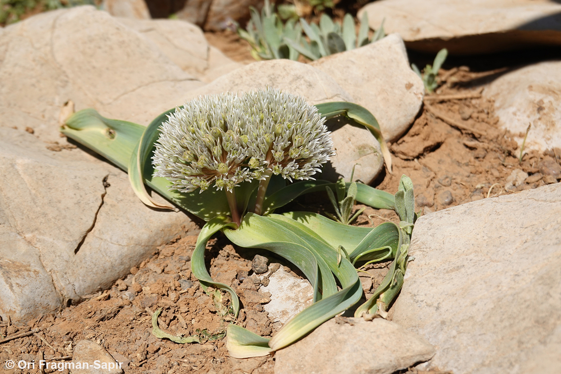 Allium libani Mt Hermon, 1950 m. Allium libani,Geotagged,Lebanese garlic,Spring