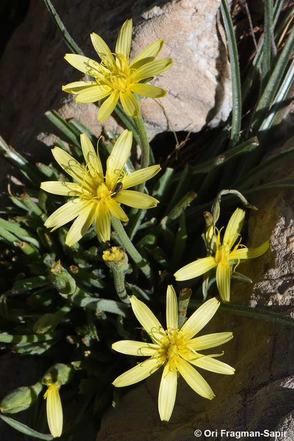 Scorzonera mollis Mt Hermon, 1950 m. Geotagged,Scorzonera mollis,Spring