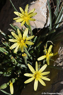 Scorzonera mollis Mt Hermon, 1950 m. Geotagged,Scorzonera mollis,Spring
