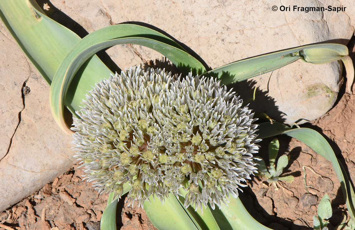 Allium libani Mt Hermon, 1950 m. Allium libani,Geotagged,Lebanese garlic,Spring