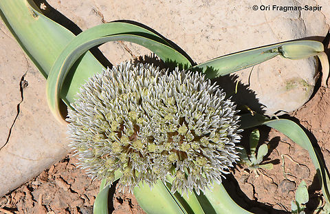 Allium libani Mt Hermon, 1950 m. Allium libani,Geotagged,Lebanese garlic,Spring