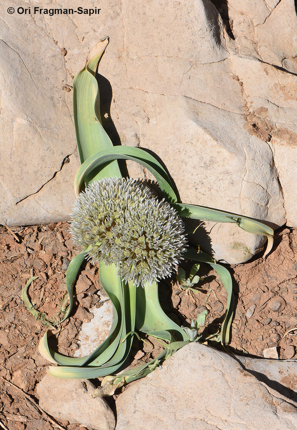 Allium libani Mt Hermon, 1950 m. Allium libani,Geotagged,Lebanese garlic,Spring