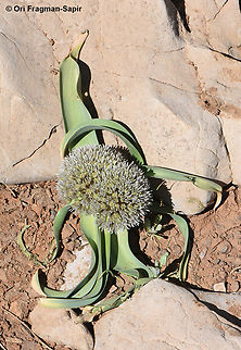 Allium libani Mt Hermon, 1950 m. Allium libani,Geotagged,Lebanese garlic,Spring