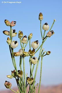 Ephedra foliata S Sinai, Jebel Musa Egypt,Ephedra foliata,Geotagged,Shrubby horsetail,Spring