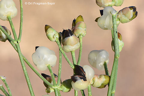 Ephedra foliata S Sinai, Jebel Musa Egypt,Ephedra foliata,Geotagged,Shrubby horsetail,Spring