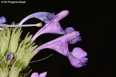 Nepeta septemcrenata S Sinai, Jebel Musa Egypt,Geotagged,Nepeta septemcrenata,Spring