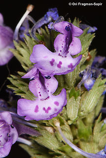 Nepeta septemcrenata S Sinai, Jebel Musa Egypt,Geotagged,Nepeta septemcrenata,Spring
