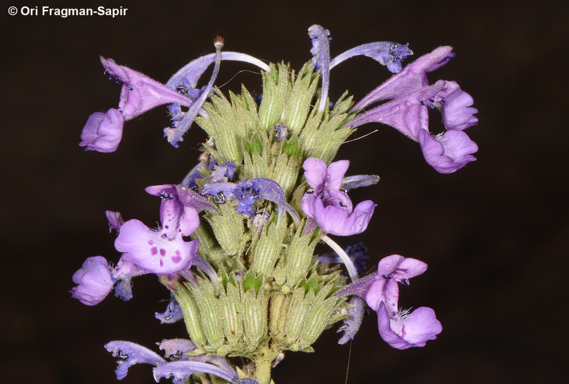 Nepeta septemcrenata S Sinai, Jebel Musa Egypt,Geotagged,Nepeta septemcrenata,Spring