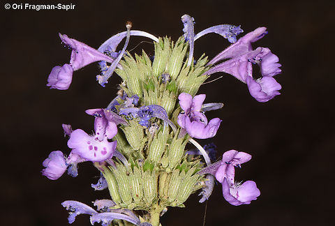 Nepeta septemcrenata S Sinai, Jebel Musa Egypt,Geotagged,Nepeta septemcrenata,Spring
