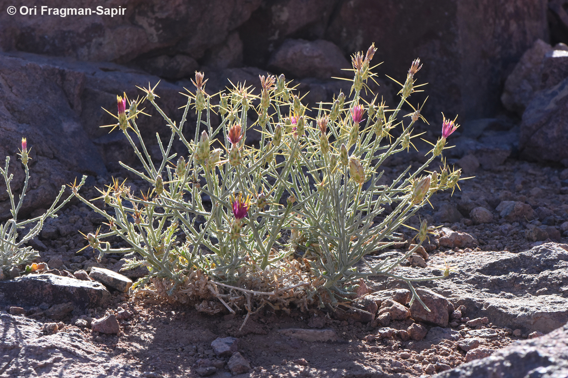 Centaurea scoparia S Sinai, Jebel Musa Centaurea scoparia,Egypt,Geotagged,Spring