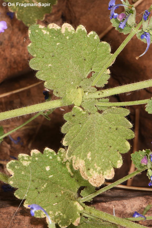Nepeta septemcrenata S Sinai, Jebel Musa Egypt,Geotagged,Nepeta septemcrenata,Spring