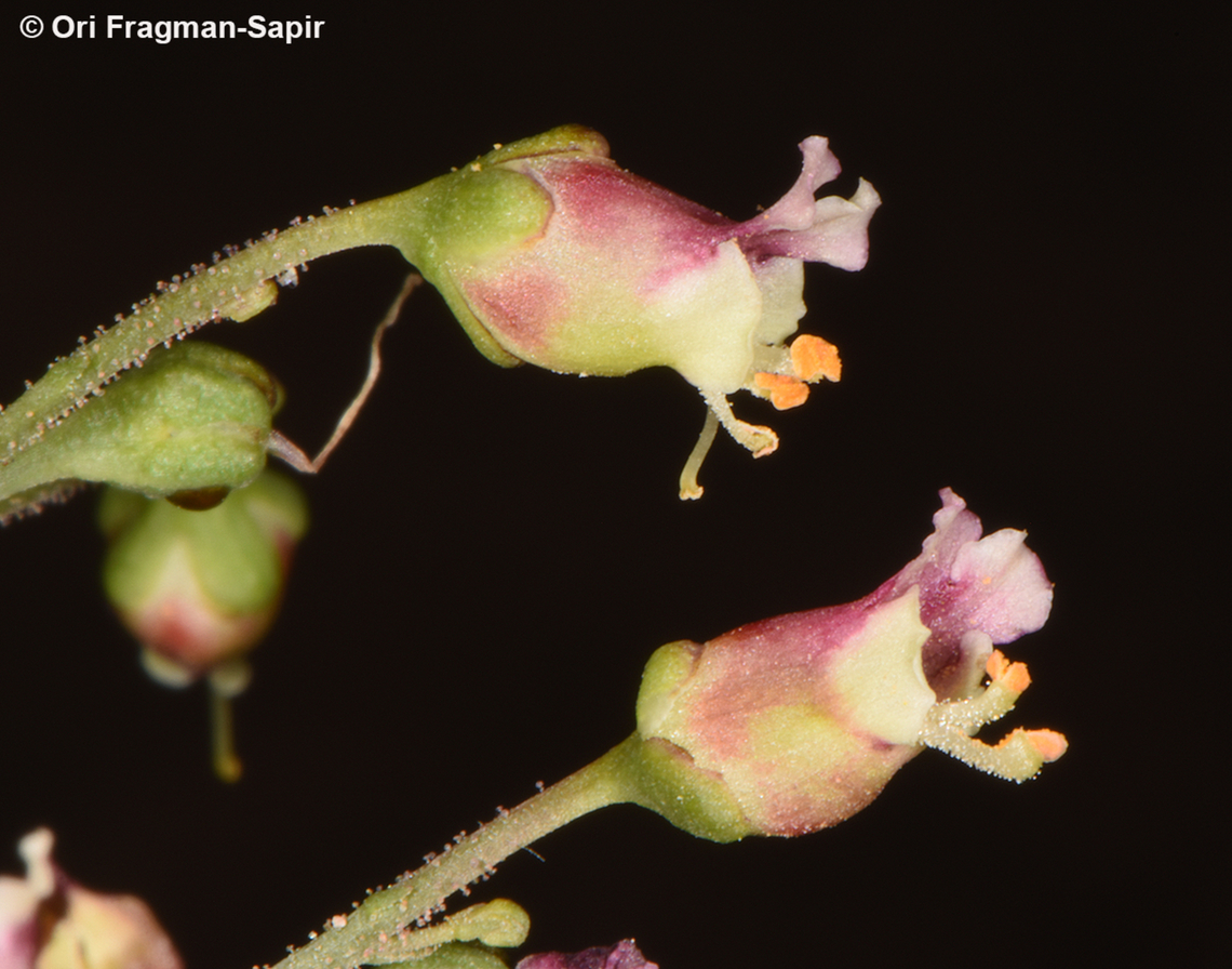 Scrophularia libanotica S Sinai, Jebel Musa Egypt,Geotagged,Scrophularia libanotica,Spring