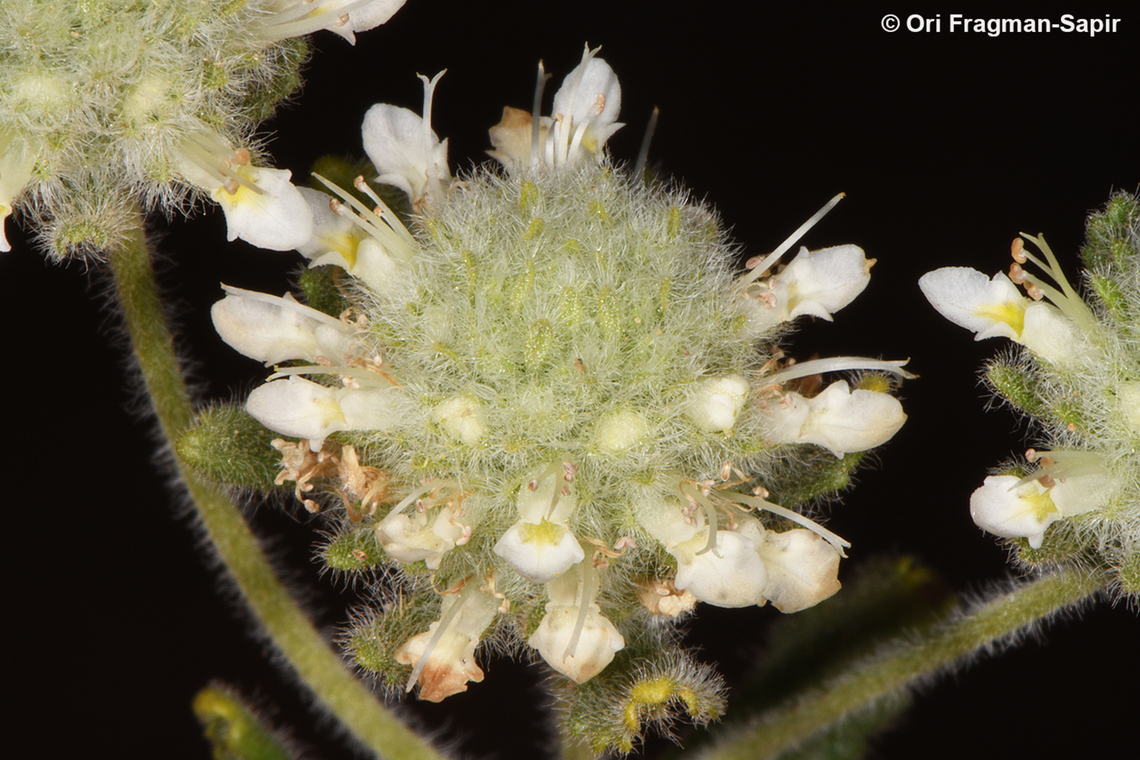 Teucrium decaisnei S Sinai, Jebel Musa Egypt,Geotagged,Spring,Teucrium decaisnei