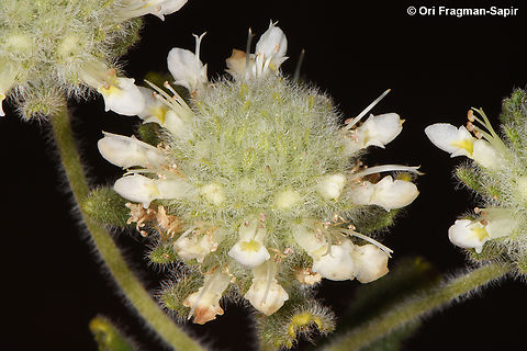 Teucrium decaisnei S Sinai, Jebel Musa Egypt,Geotagged,Spring,Teucrium decaisnei