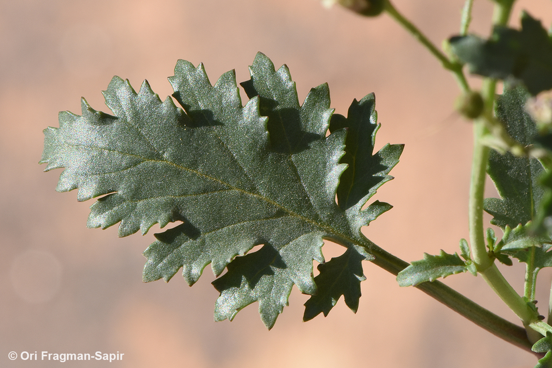 Scrophularia libanotica S Sinai, Jebel Musa Egypt,Geotagged,Scrophularia libanotica,Spring