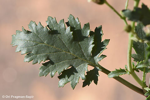 Scrophularia libanotica S Sinai, Jebel Musa Egypt,Geotagged,Scrophularia libanotica,Spring