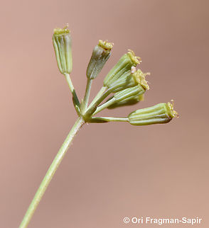 Bupleurum exaltatum S Sinai Highlands, S of Wadi Ahmar Bupleurum exaltatum,Bupleurum falcatum,Egypt,Geotagged,Spring