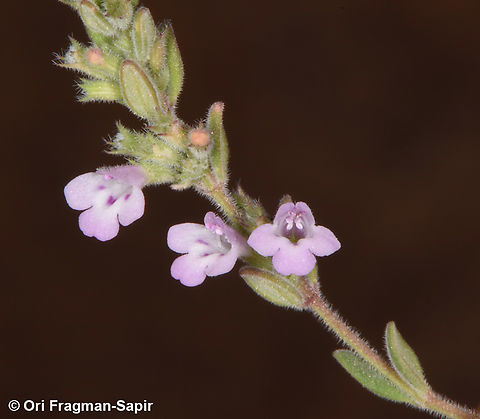 Micromeria serbaliana S Sinai Highlands, S of Wadi Achmar Egypt,Geotagged,Micromeria serbaliana,Spring