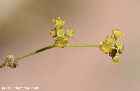 Bupleurum exaltatum S Sinai Highlands, S of Wadi Ahmar Bupleurum exaltatum,Bupleurum falcatum,Egypt,Geotagged,Spring