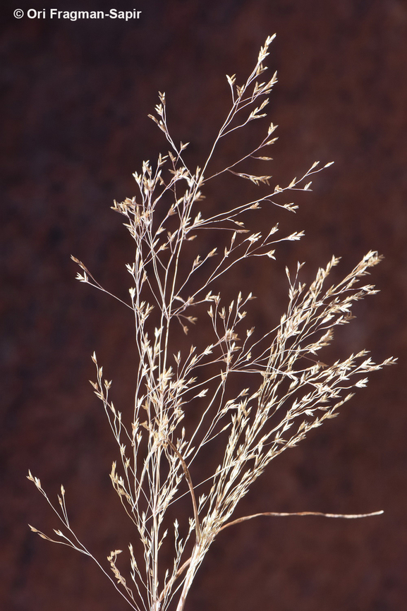 Eremopoa songarica S Sinai Highlands, S of Wadi Ahmar Egypt,Eremopoa songarica,Geotagged,Spring
