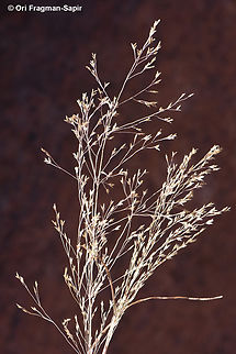 Eremopoa songarica S Sinai Highlands, S of Wadi Ahmar Egypt,Eremopoa songarica,Geotagged,Spring