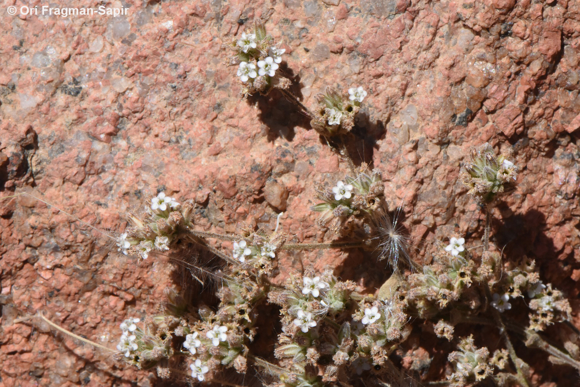 Bolanthus hirsutus S Sinai Highlands, S of Wadi Ahmar Bolanthus hirsutus,Egypt,Geotagged,Spring