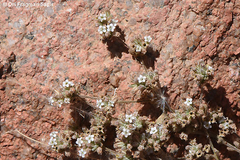 Bolanthus hirsutus S Sinai Highlands, S of Wadi Ahmar Bolanthus hirsutus,Egypt,Geotagged,Spring