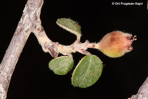 Cotoneaster orbicularis S Sinai Highlands, Wadi Achmar Cotoneaster orbicularis,Egypt,Geotagged,Spring