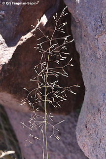 Piptatherum miliaceum S Sinai Highlands, Wadi Ahmar Egypt,Geotagged,Piptatherum miliaceum,Spring