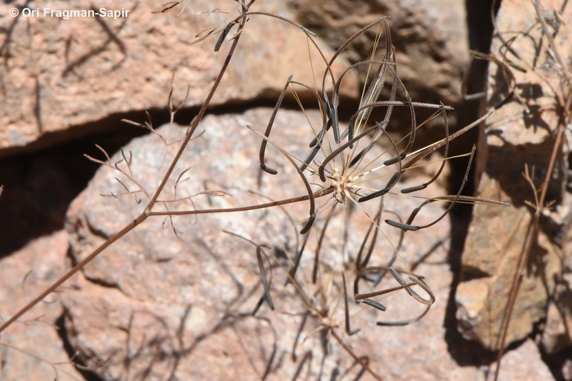 Scandix stellata S Sinai Highlands, Jebel Abbas Basha Egypt,Geotagged,Scandix stellata,Spring