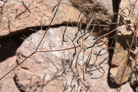 Scandix stellata S Sinai Highlands, Jebel Abbas Basha Egypt,Geotagged,Scandix stellata,Spring