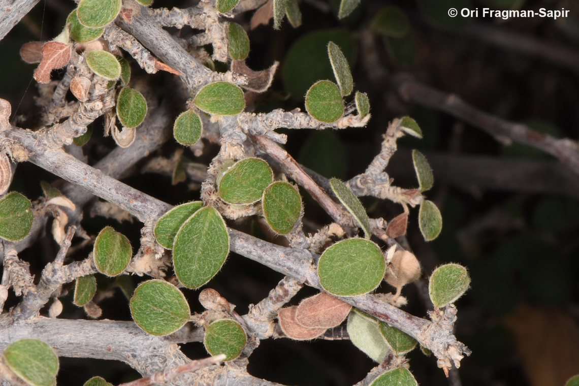 Cotoneaster orbicularis S Sinai Highlands, Wadi Achmar Cotoneaster orbicularis,Egypt,Geotagged,Spring