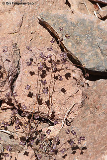 Veronica biloba S Sinai Highlands, Jebel Abbas Basha Egypt,Geotagged,Spring,Veronica biloba