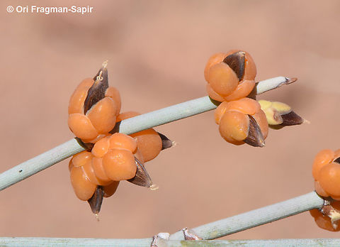 Ephedra pachyclada S Sinai Highlands, Wadi Tinya Egypt,Ephedra pachyclada,Geotagged,Spring