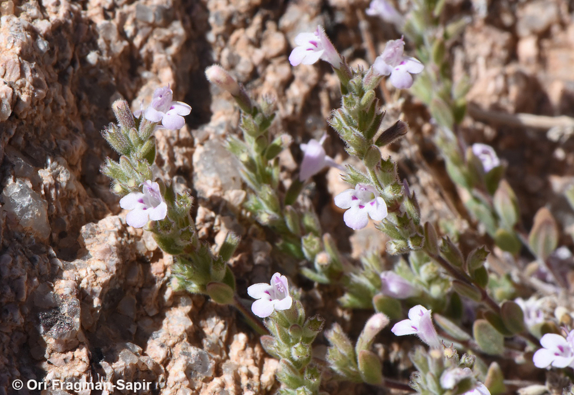 Micromeria serbaliana S Sinai Highlands, Wadi Ahmar Egypt,Geotagged,Micromeria serbaliana,Spring