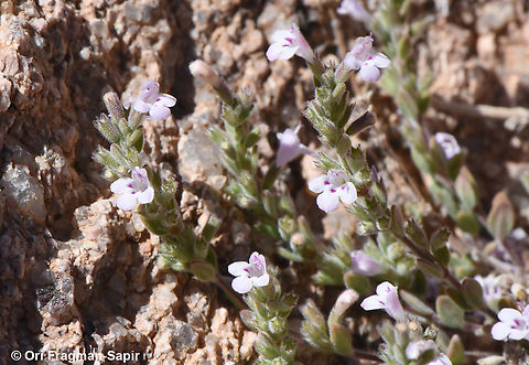 Micromeria serbaliana S Sinai Highlands, Wadi Ahmar Egypt,Geotagged,Micromeria serbaliana,Spring