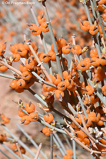Ephedra pachyclada S Sinai Highlands, Wadi Tinya Egypt,Ephedra pachyclada,Geotagged,Spring