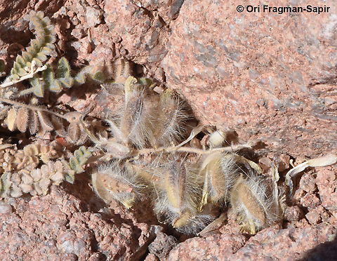 Astragalus fresenii S Sinai Highlands, Jebel Abbas Basha Astragalus fresenii,Egypt,Geotagged,Spring