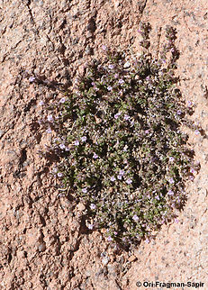 Micromeria serbaliana S Sinai Highlands, Wadi Ahmar Egypt,Geotagged,Micromeria serbaliana,Spring