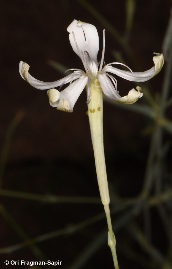 Silene schimperiana S Sinai, Wadi Shag-Tiniya Egypt,Geotagged,Silene schimperiana,Spring