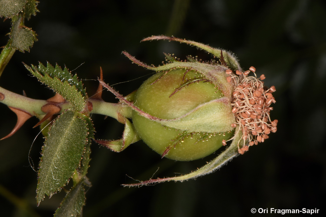 Rosa arabica S Sinai Highlands, Shag Tiniya Egypt,Geotagged,Rosa arabica,Spring