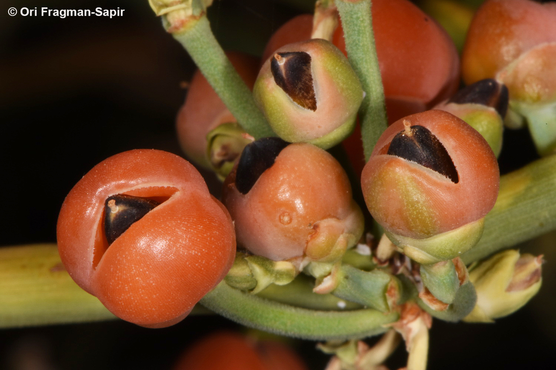 Ephedra aphylla S Sinai, Wadi Shag-Tiniya Egypt,Ephedra aphylla,Geotagged,Spring