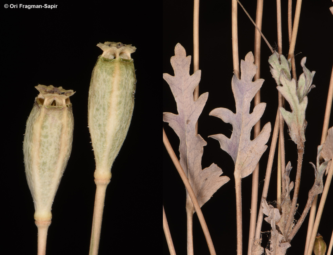 Papaver decaisnei S Sinai, Wadi Shag-Tiniya Egypt,Geotagged,Papaver decaisnei,Spring
