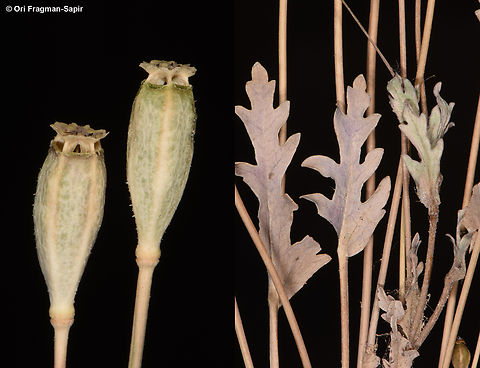 Papaver decaisnei S Sinai, Wadi Shag-Tiniya Egypt,Geotagged,Papaver decaisnei,Spring
