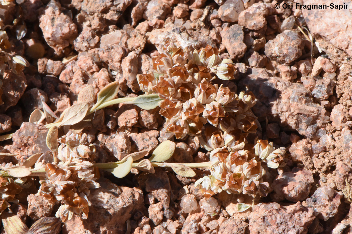 Telephium sphaerospermum S Sinai Highlands, Wadi Tinya Egypt,Geotagged,Spring,Telephium sphaerospermum