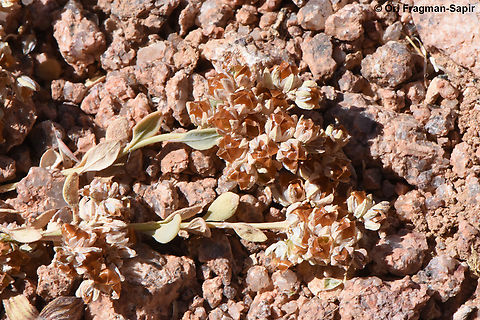 Telephium sphaerospermum S Sinai Highlands, Wadi Tinya Egypt,Geotagged,Spring,Telephium sphaerospermum