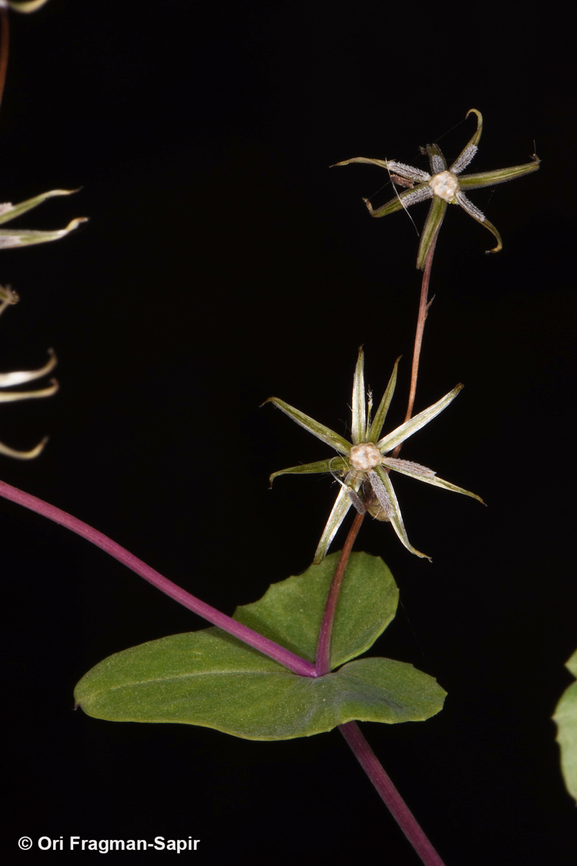 Senecio flavus S Sinai, Wadi Shag-Tiniya Egypt,Geotagged,Senecio flavus,Spring